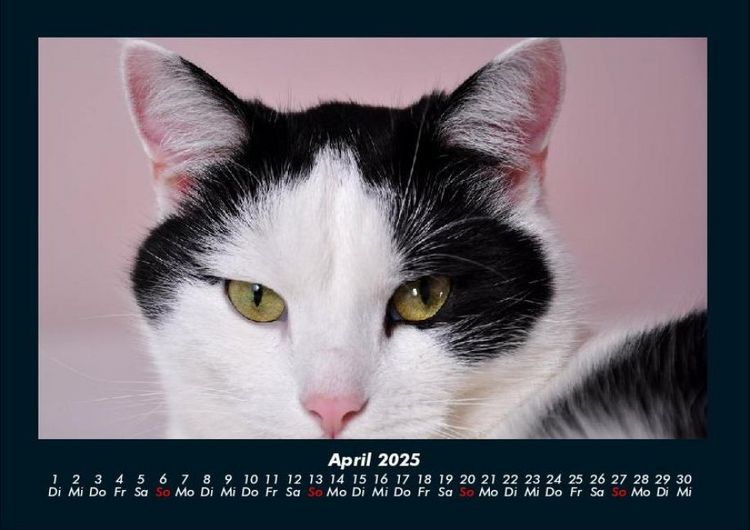 Produktbild: Katzen 2025 Fotokalender DIN A4