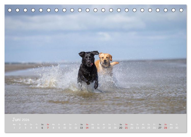 Produktbild: Liebenswerter Labrador 2026 (Tischkalender 2026 DIN A5 quer), CALVENDO Monatskalender