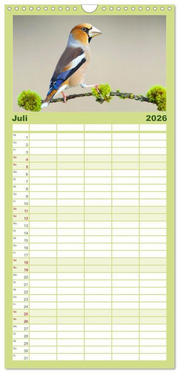 Produktbild: Familienplaner 2026 - Amsel, Fink und Star: Heimische V&ouml;gel mit 5 Spalten (Wandkalender, 21 x 45 cm) CALVENDO