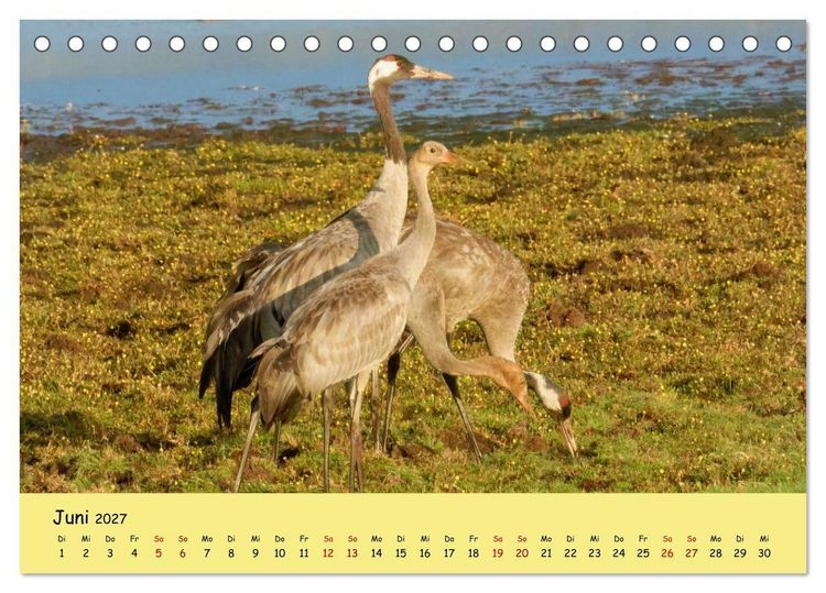 Produktbild: Faszination Zugv&ouml;gel - Rekorde in der Vogelwelt (Tischkalender 2027 DIN A5 quer), CALVENDO Monatskalender