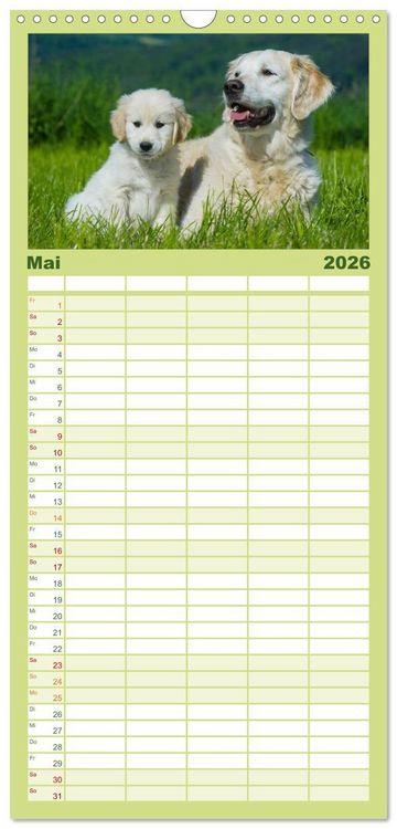 Produktbild: Familienplaner 2026 - Golden Retriever - Ein Herz auf 4 Pfoten mit 5 Spalten (Wandkalender, 21 x 45 cm) CALVENDO