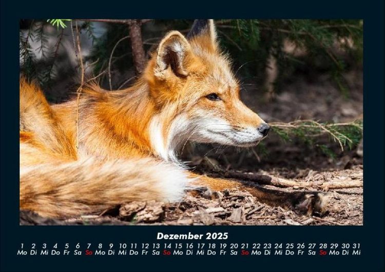 Produktbild: Der Tierkalender 2025 Fotokalender DIN A4