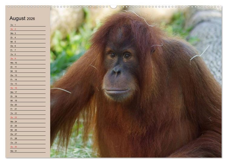 Produktbild: Orang-Utans (Wandkalender 2026 DIN A2 quer), CALVENDO Monatskalender