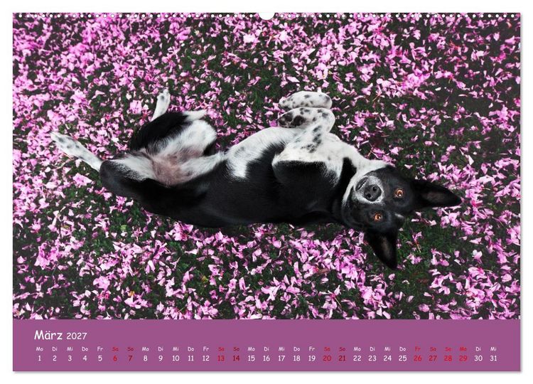 Produktbild: Border Collie Kalender &ndash; Ausdrucksstarke Close-up-Portraits durch die Jahreszeiten (hochwertiger Premium Wandkalender 2027 DIN A2 quer), Kunstdruck in Hochglanz