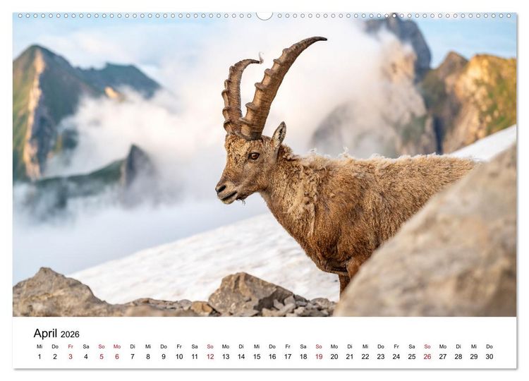 Produktbild: Steinb&ouml;cke - Eindr&uuml;ckliche K&ouml;nige der Alpen (Wandkalender 2026 DIN A2 quer), CALVENDO Monatskalender