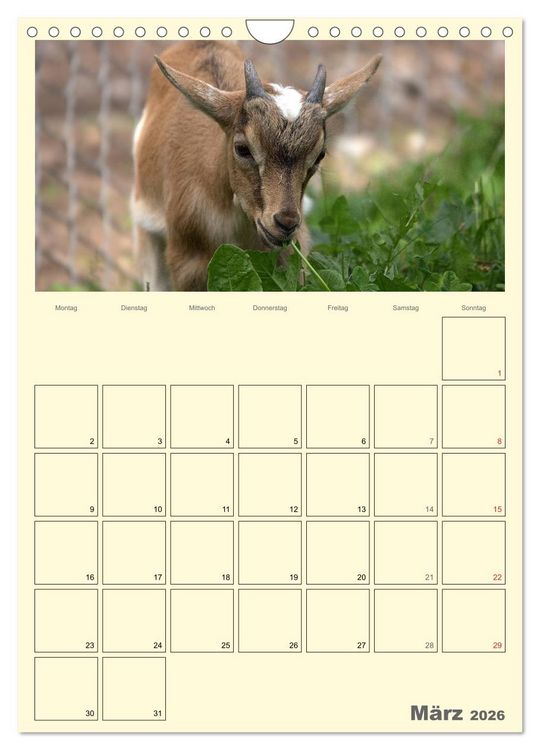 Produktbild: Zwergziegen (Wandkalender 2026 DIN A4 hoch), CALVENDO Monatskalender