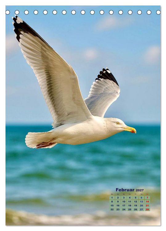 Produktbild: Seev&ouml;gel an der Nordsee (Tischkalender 2027 DIN A5 hoch), CALVENDO Monatskalender