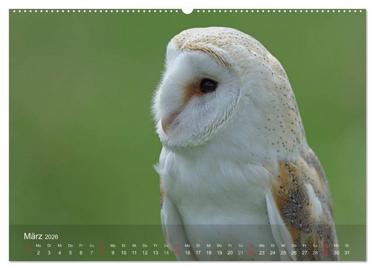 Produktbild: Eulen-Kalender (hochwertiger Premium Wandkalender 2026 DIN A2 quer), Kunstdruck in Hochglanz