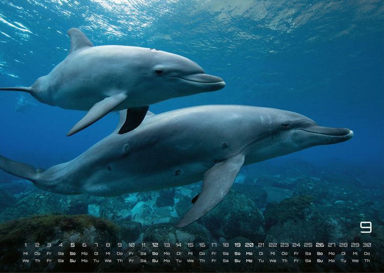 Produktbild: Sealife - verborgene Tiefen - 2027 - Kalender DIN A3
