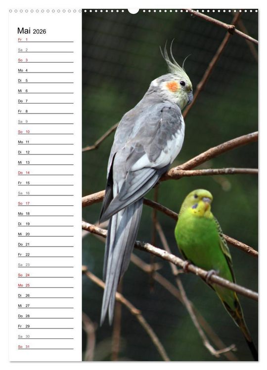 Produktbild: Der Nymphensittich-Terminplaner (hochwertiger Premium Wandkalender 2026 DIN A2 hoch), Kunstdruck in Hochglanz