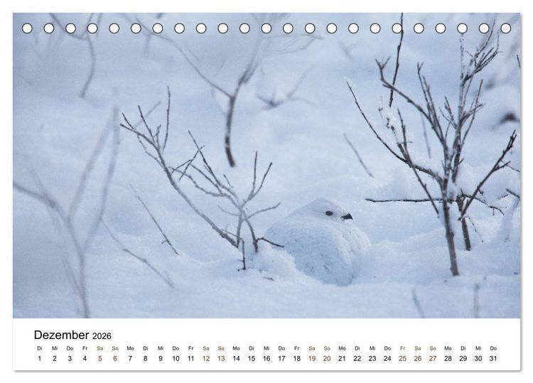 Produktbild: Finnland: eine tierische Entdeckungsreise (Tischkalender 2026 DIN A5 quer), CALVENDO Monatskalender
