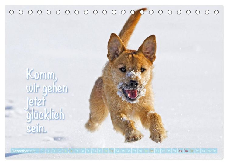 Produktbild: Jack Russell Terrier: Komm spielen (Tischkalender 2026 DIN A5 quer), CALVENDO Monatskalender