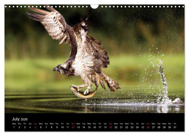 Produktbild: Scotland's Wildlife 2026 (Wall Calendar 2026 DIN A3 landscape), CALVENDO 12 Month Wall Calendar