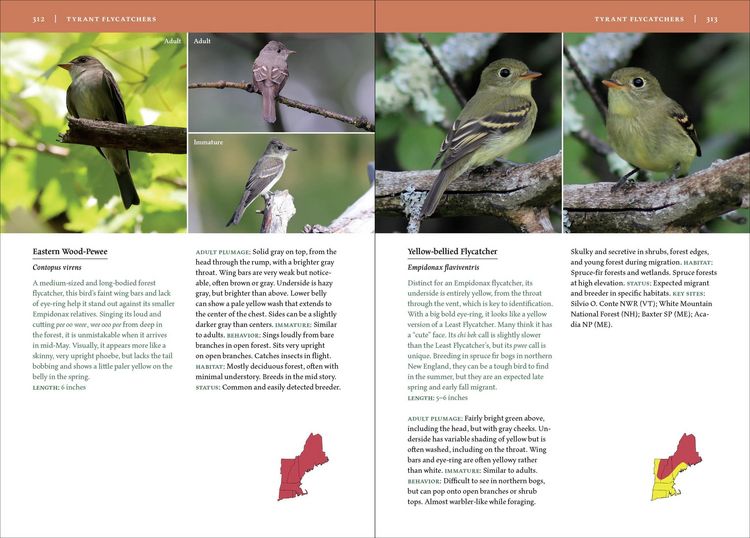 Produktbild: Birds of New England