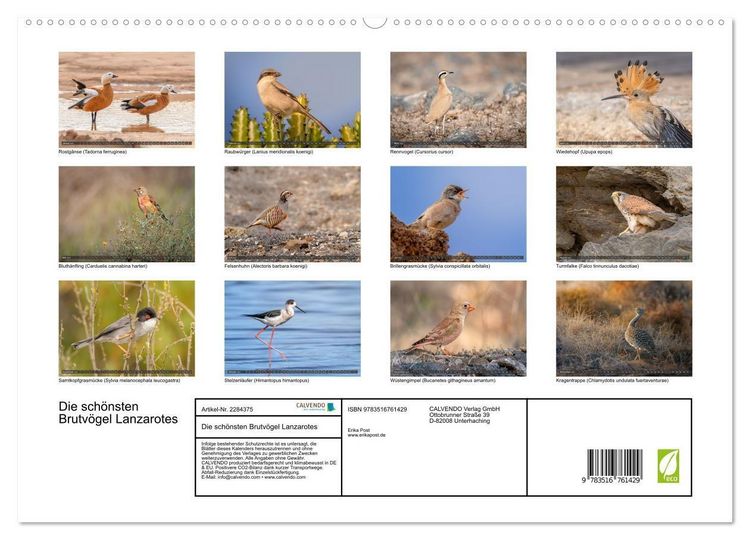 Produktbild: Die sch&ouml;nsten Brutv&ouml;gel Lanzarotes (hochwertiger Premium Wandkalender 2027 DIN A2 quer), Kunstdruck in Hochglanz