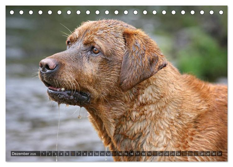 Produktbild: Labrador Retriever - Jagdhund mit Charme (Tischkalender 2026 DIN A5 quer), CALVENDO Monatskalender