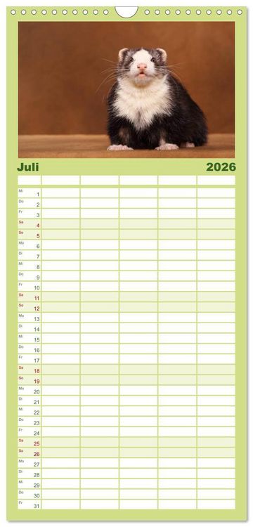 Produktbild: Familienplaner 2026 - Frettchen - Ferrets mit 5 Spalten (Wandkalender, 21 x 45 cm) CALVENDO
