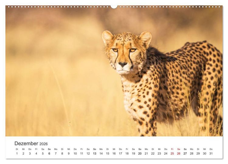 Produktbild: Safari durch Afrika (hochwertiger Premium Wandkalender 2026 DIN A2 quer), Kunstdruck in Hochglanz
