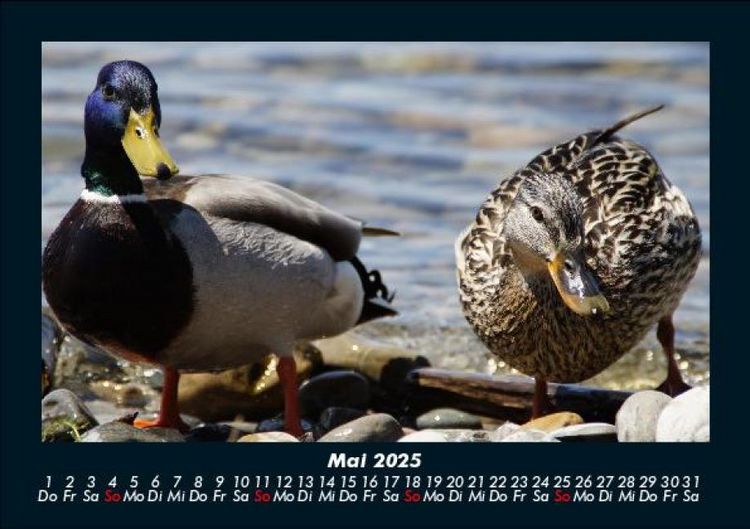 Produktbild: Enten 2025 Fotokalender DIN A5