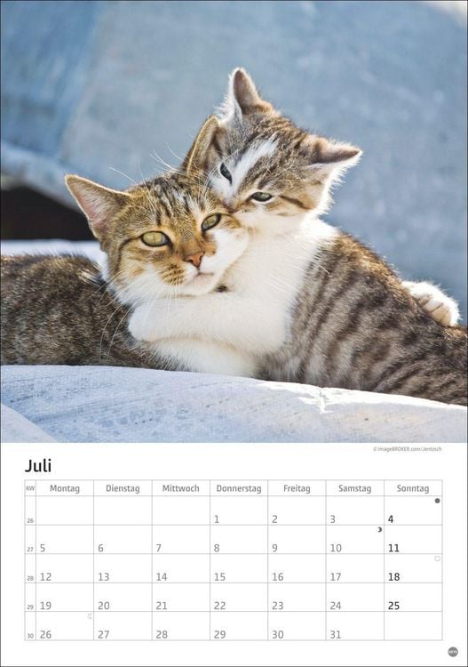 Produktbild: Katzen Kalender 2027