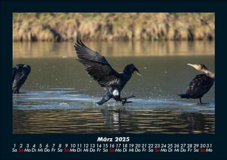 Produktbild: V&ouml;gel 2025 Fotokalender DIN A5