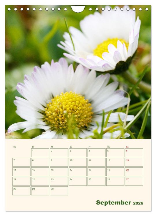 Produktbild: Vertr&auml;umte G&auml;nsebl&uuml;mchen (Wandkalender 2026 DIN A4 hoch), CALVENDO Monatskalender