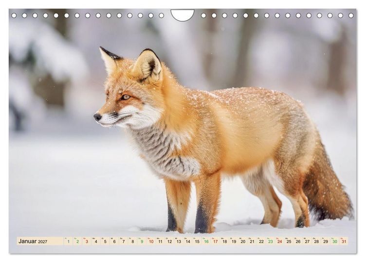Produktbild: F&uuml;chse in Pastellfarben (Wandkalender 2027 DIN A4 quer), CALVENDO Monatskalender