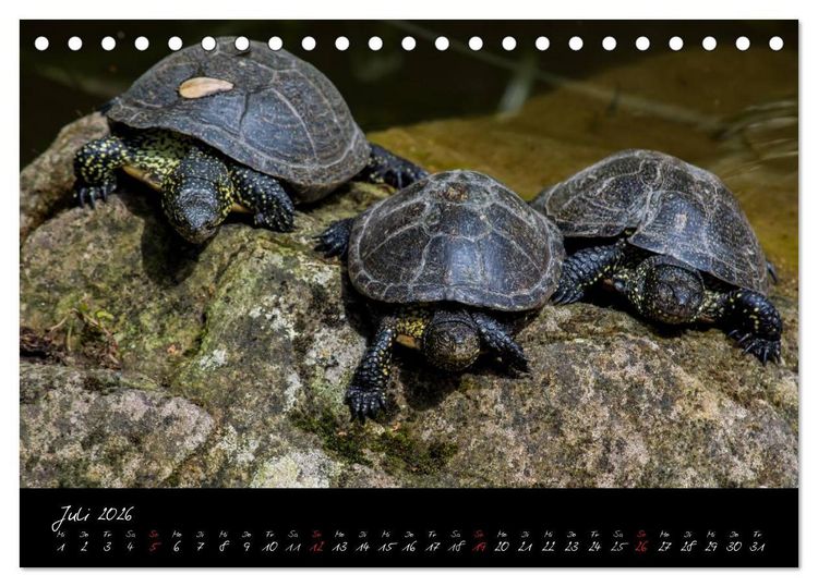 Produktbild: Tiergarten N&uuml;rnberg (Tischkalender 2026 DIN A5 quer), CALVENDO Monatskalender