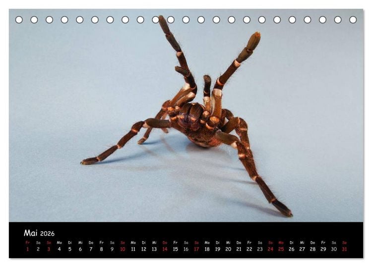Produktbild: Mystische Vogelspinnen (Tischkalender 2026 DIN A5 quer), CALVENDO Monatskalender