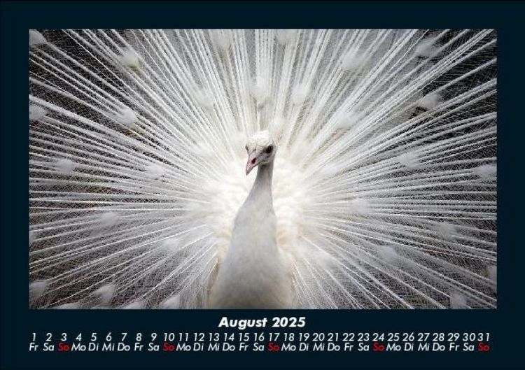 Produktbild: V&ouml;gel 2025 Fotokalender DIN A5