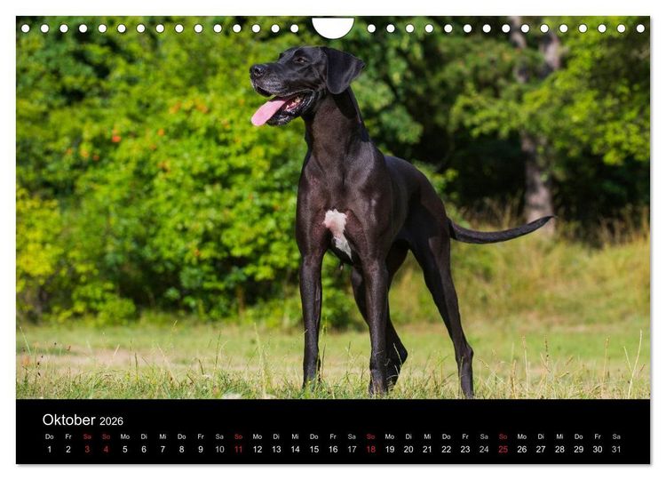 Produktbild: Deutsche Dogge 2026 (Wandkalender 2026 DIN A4 quer), CALVENDO Monatskalender