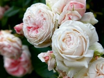 Produktbild: CALVENDO Puzzle Rosen im Garten | 1000 Teile Lege-Gr&ouml;&szlig;e 64x48cm Foto-Puzzle f&uuml;r gl&uuml;ckliche Stunden
