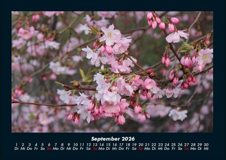 Produktbild: Blumenzauber 2026 Fotokalender DIN A4