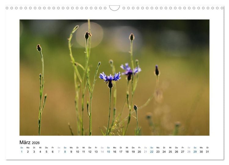 Produktbild: Kornblumen - Blaue Sch&ouml;nheiten (Wandkalender 2026 DIN A3 quer), CALVENDO Monatskalender