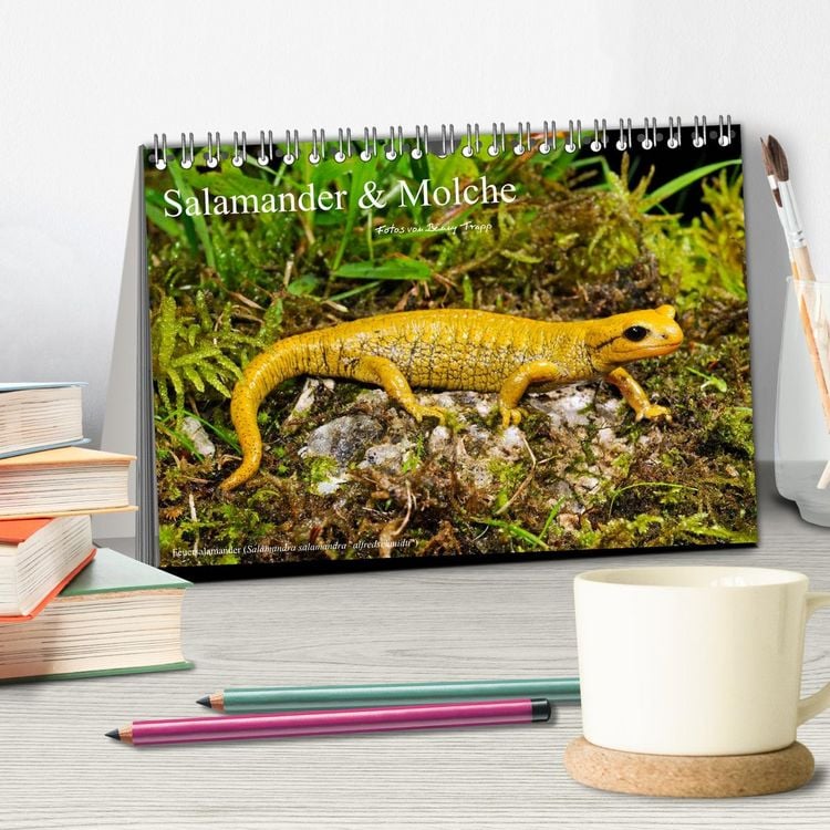 Produktbild: Salamander und Molche (Tischkalender 2026 DIN A5 quer), CALVENDO Monatskalender