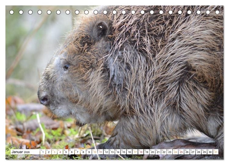 Produktbild: Der Biber, ein guter Bauhandwerker (Tischkalender 2026 DIN A5 quer), CALVENDO Monatskalender