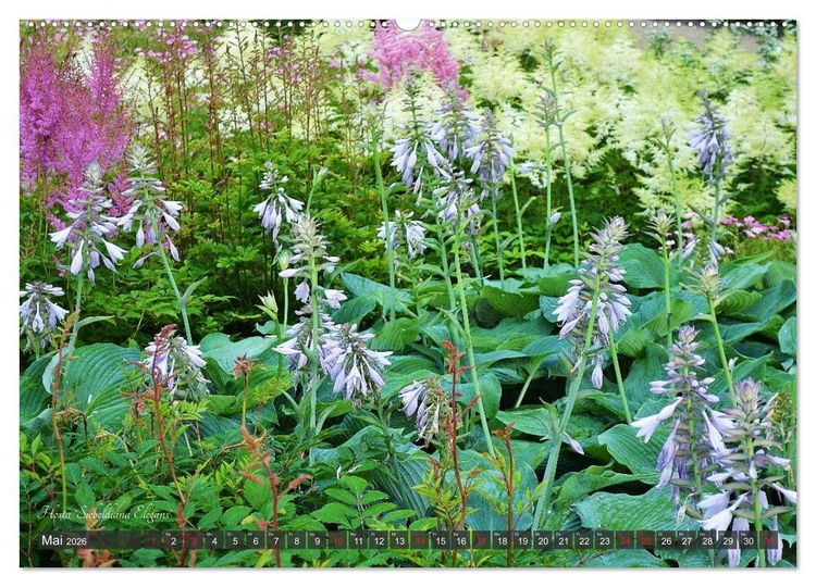 Produktbild: Hosta Staude mit Herz (hochwertiger Premium Wandkalender 2026 DIN A2 quer), Kunstdruck in Hochglanz