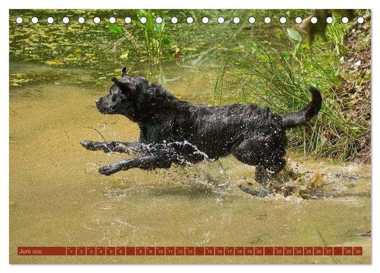 Produktbild: Faszination Hund (Tischkalender 2026 DIN A5 quer), CALVENDO Monatskalender