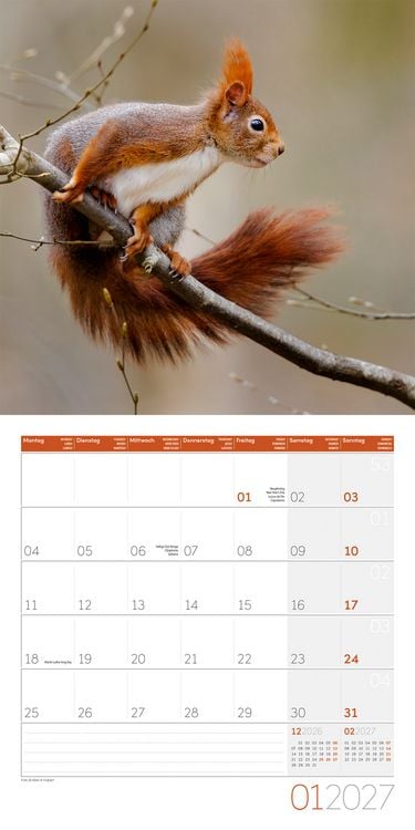 Produktbild: Eichh&ouml;rnchen Kalender 2027 - 30x30 - Art12