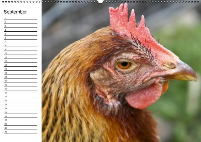 Produktbild: H&uuml;hner / Geburtstagskalender (Wandkalender immerw&auml;hrend DIN A2 quer)