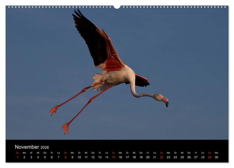 Produktbild: Flamingos der Camargue 2026 (hochwertiger Premium Wandkalender 2026 DIN A2 quer), Kunstdruck in Hochglanz