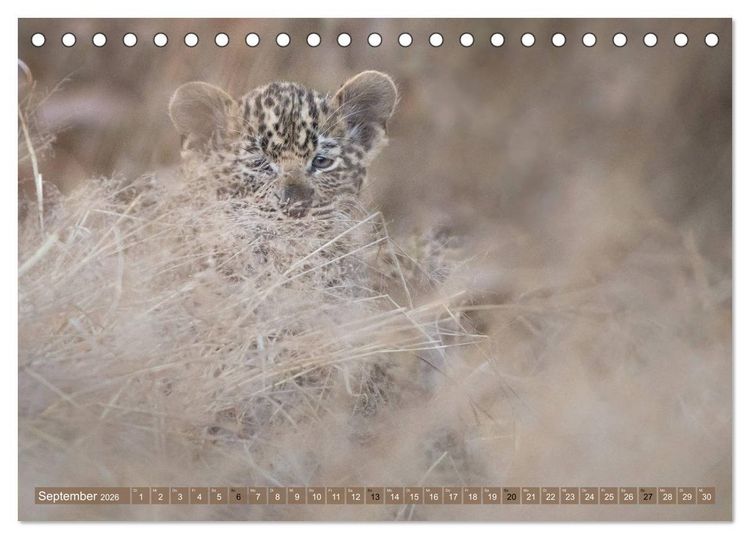 Produktbild: Raubkatzenkinder (Tischkalender 2026 DIN A5 quer), CALVENDO Monatskalender