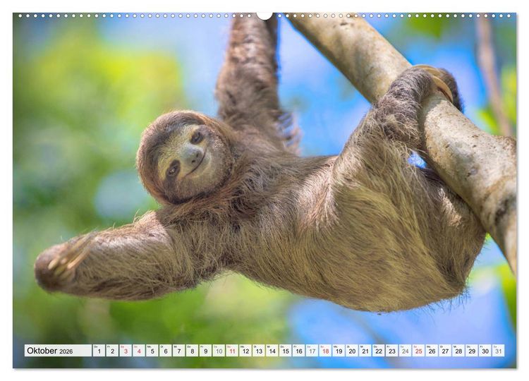 Produktbild: Hallo! Aufwachen! Kann bitte mal jemand das Faultier wecken? (hochwertiger Premium Wandkalender 2026 DIN A2 quer), Kunstdruck in Hochglanz