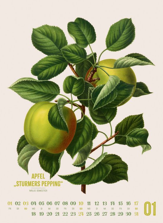 Produktbild: Obstgarten Kalender 2027 | Apfel, Birne, Pflaume & Co.