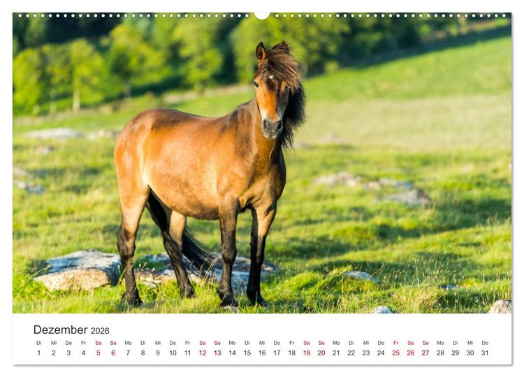 Produktbild: Freiheitsliebende Wildpferde (Wandkalender 2026 DIN A2 quer), CALVENDO Monatskalender