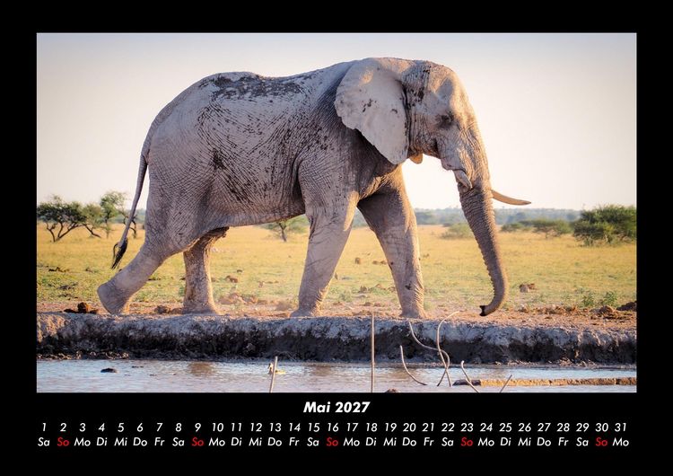 Produktbild: Elefanten 2027 Fotokalender DIN A3