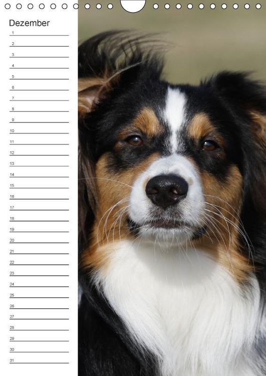 Produktbild: Der Aussie - Geburtstagskalender (Wandkalender immerw&auml;hrend DIN A4 hoch)
