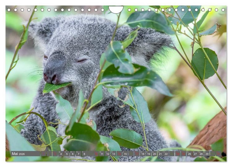 Produktbild: Koalas - Kuscheliges Symbol Australiens (Wandkalender 2026 DIN A4 quer), CALVENDO Monatskalender