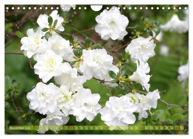 Produktbild: Wei&szlig;e Fr&uuml;hlingsbl&uuml;ten (Wandkalender 2026 DIN A4 quer), CALVENDO Monatskalender