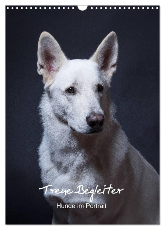 Produktbild: Treue Wegbegleiter, Hunde im Portrait. (Wandkalender 2026 DIN A3 hoch), CALVENDO Monatskalender